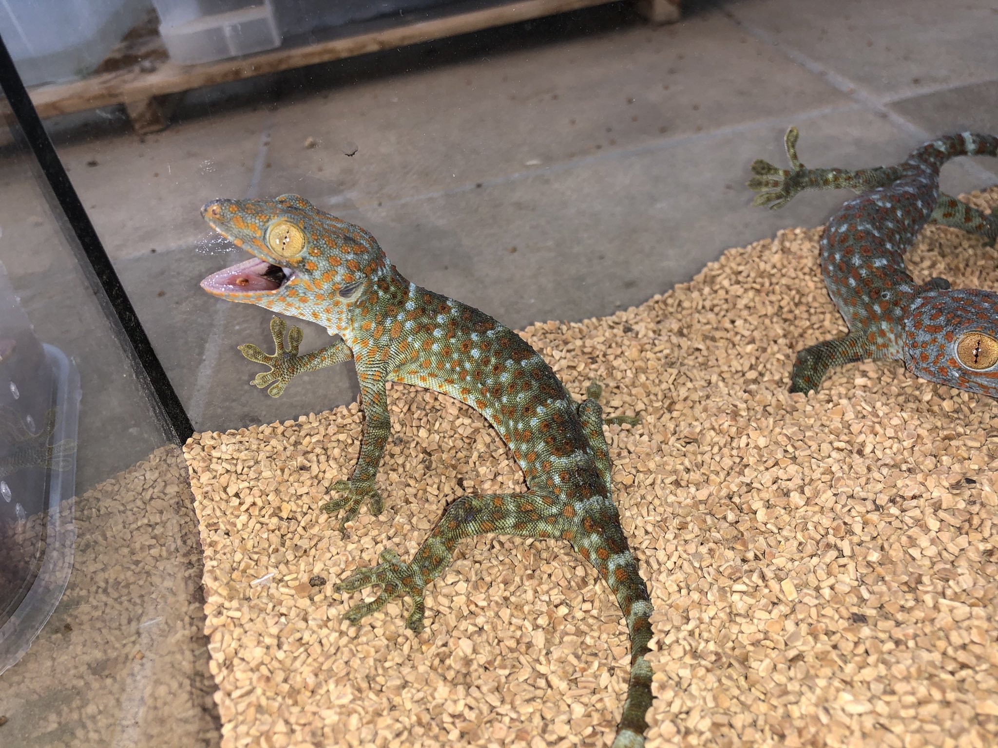 トッケイヤモリ Minority